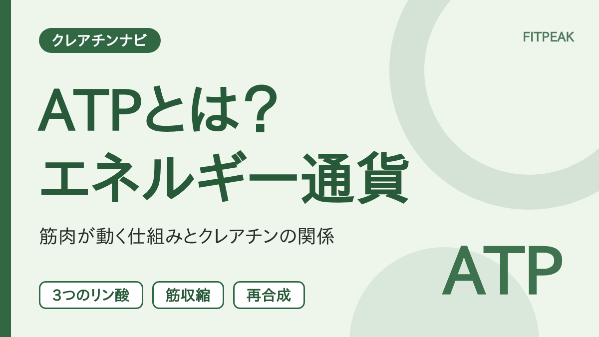 ATPとは何かを、構造、筋肉での役割、クレアチンとの関係で示した用語解説の図解