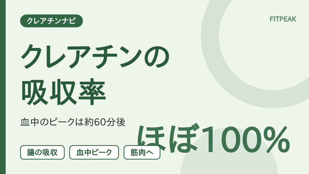 クレアチンの腸からの吸収がほぼ100%であることと、筋肉にたまるまでの流れを示した図解