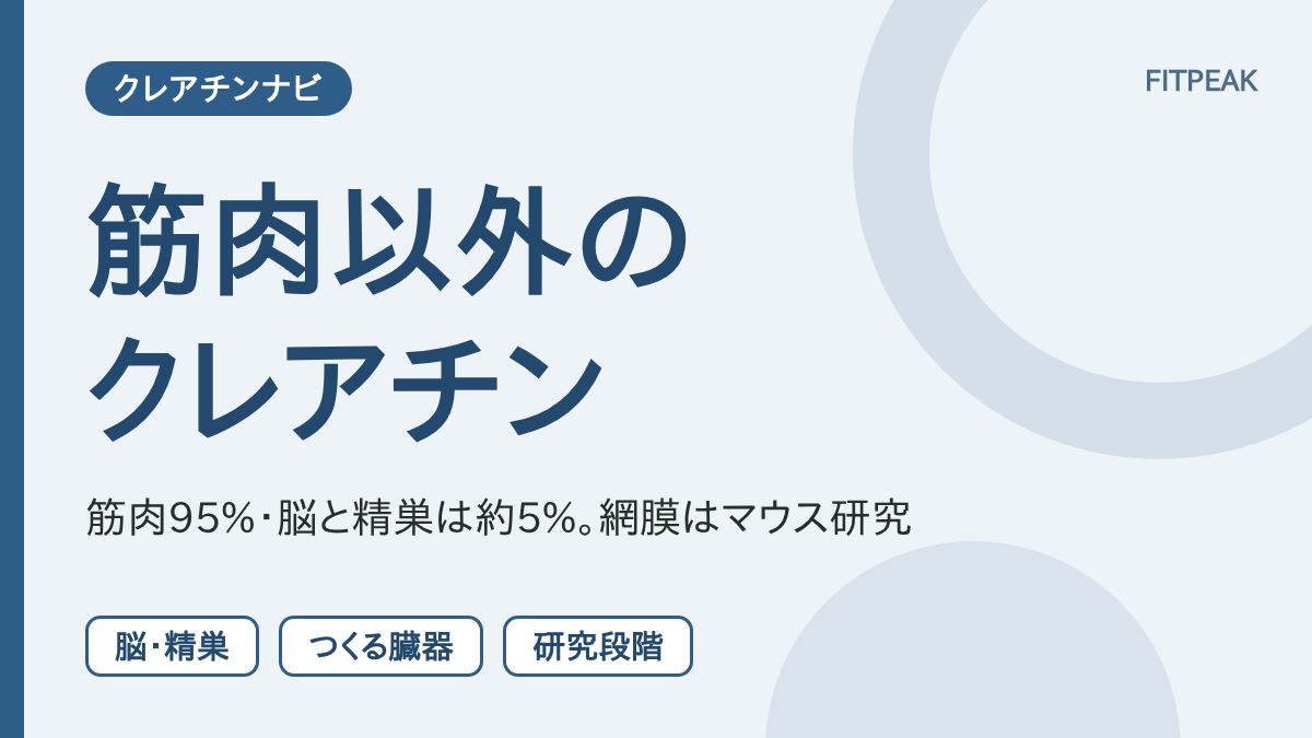 【脳・精巣・網膜】クレアチンを使う臓器は筋肉だけ？分かっていることと、いないこと
