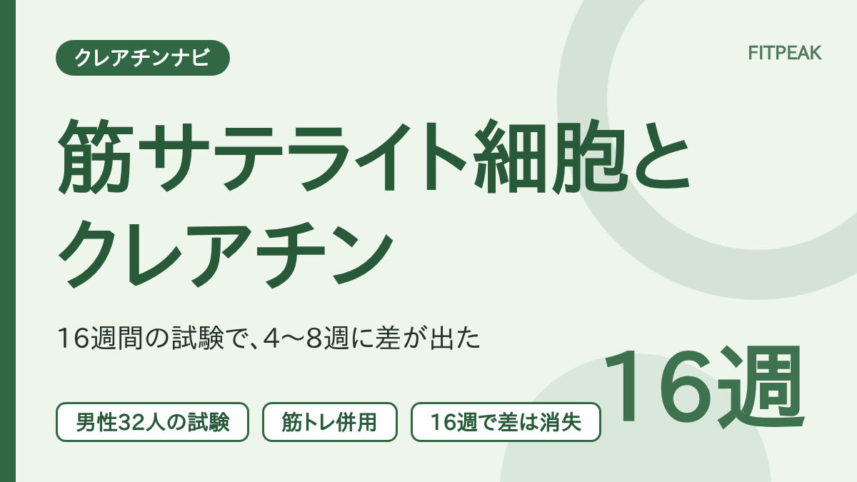 【16週間の試験】クレアチンで筋サテライト細胞は増える？筋トレ併用の研究を整理