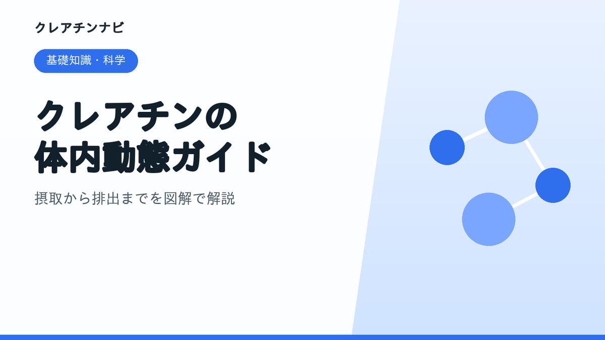 クレアチンの体内動態ガイド。基礎知識・科学。摂取から排出までを図解で解説