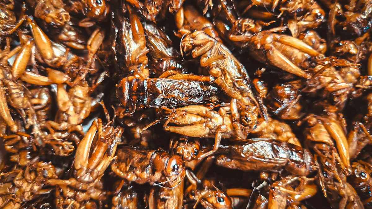 昆虫食・代替たんぱく源をイメージさせる写真